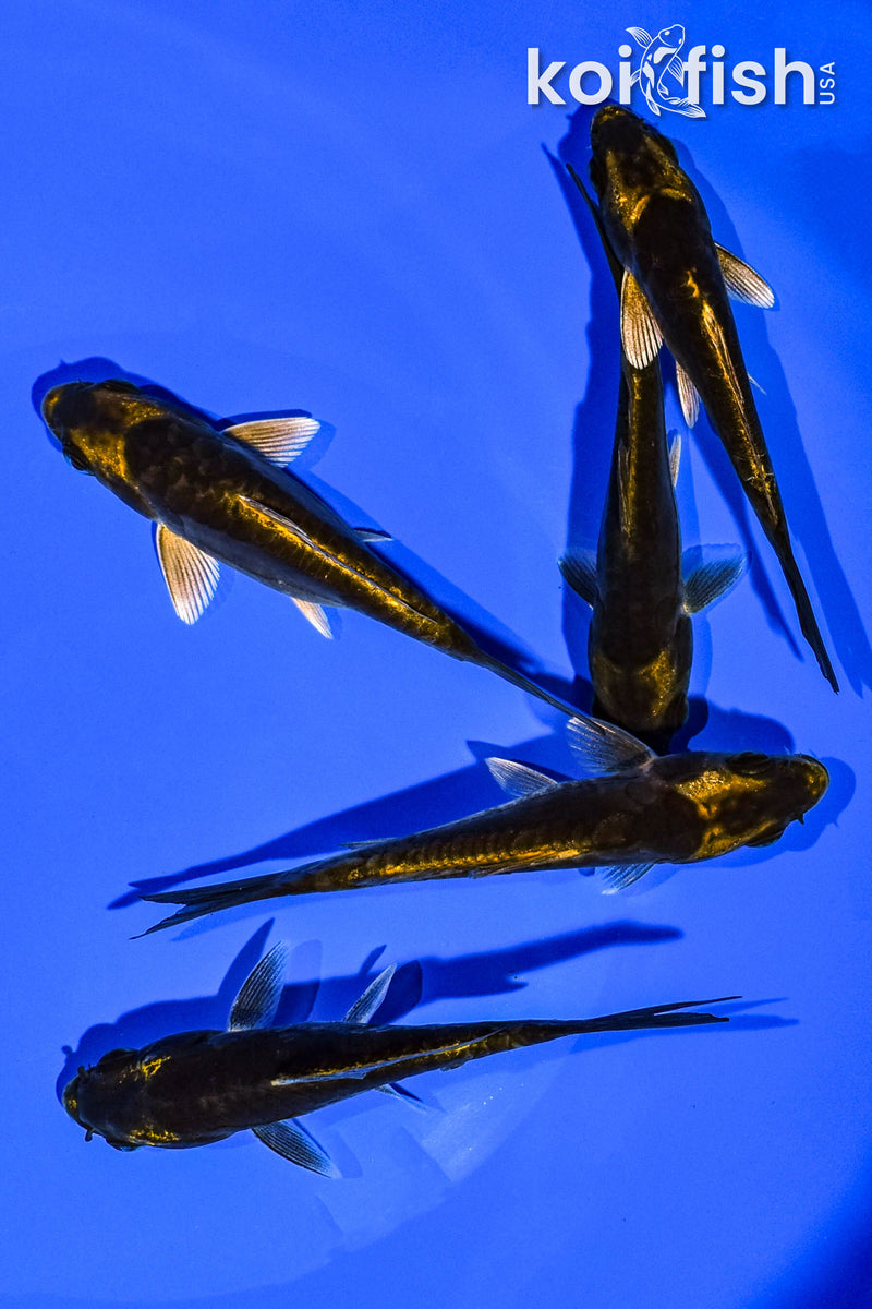 PACK OF (5) 4-5" STANDARD KOI