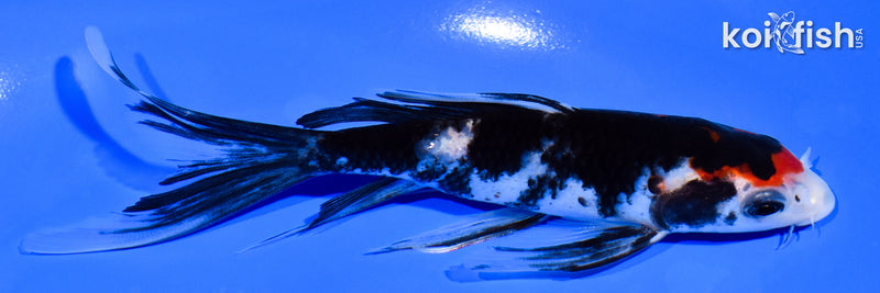 5.25" SANKE BUTTERFLY