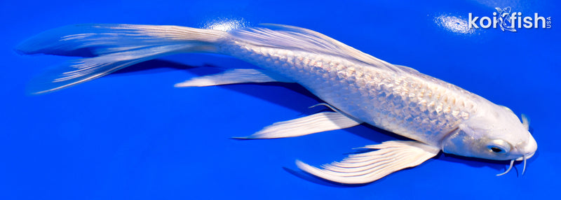 7.5" GINRIN PLATINUM OGON BUTTERFLY