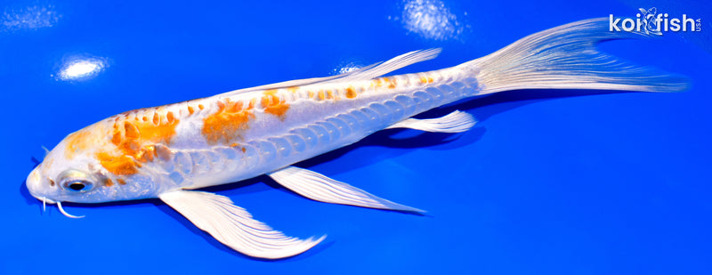 7.25" DOITSU HARIWAKE BUTTERFLY