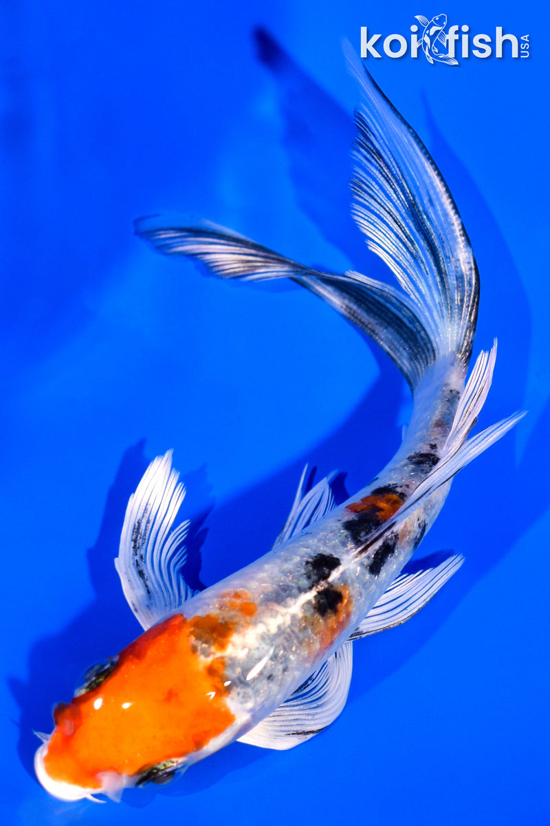 5.25" YAMATO NISHIKI BUTTERFLY