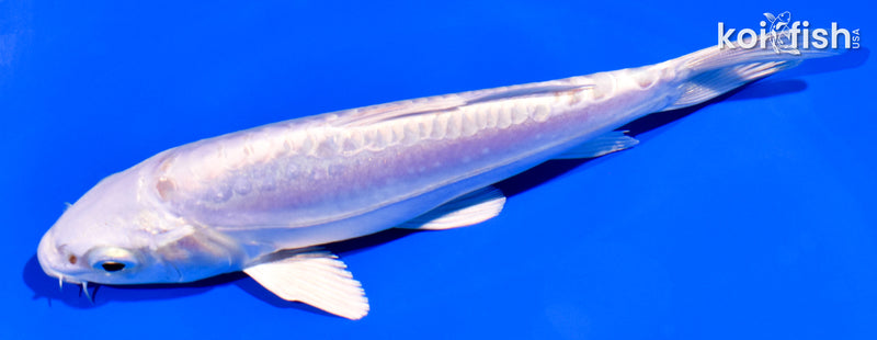 5.5" DOITSU PLATINUM OGON