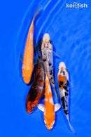 PACK OF (5) 3-4" STANDARD KOI