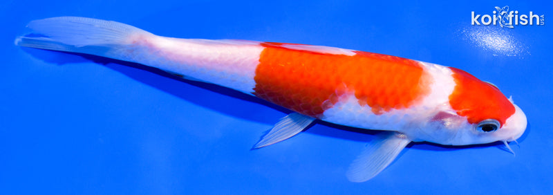 7.5" MARUTEN KOHAKU