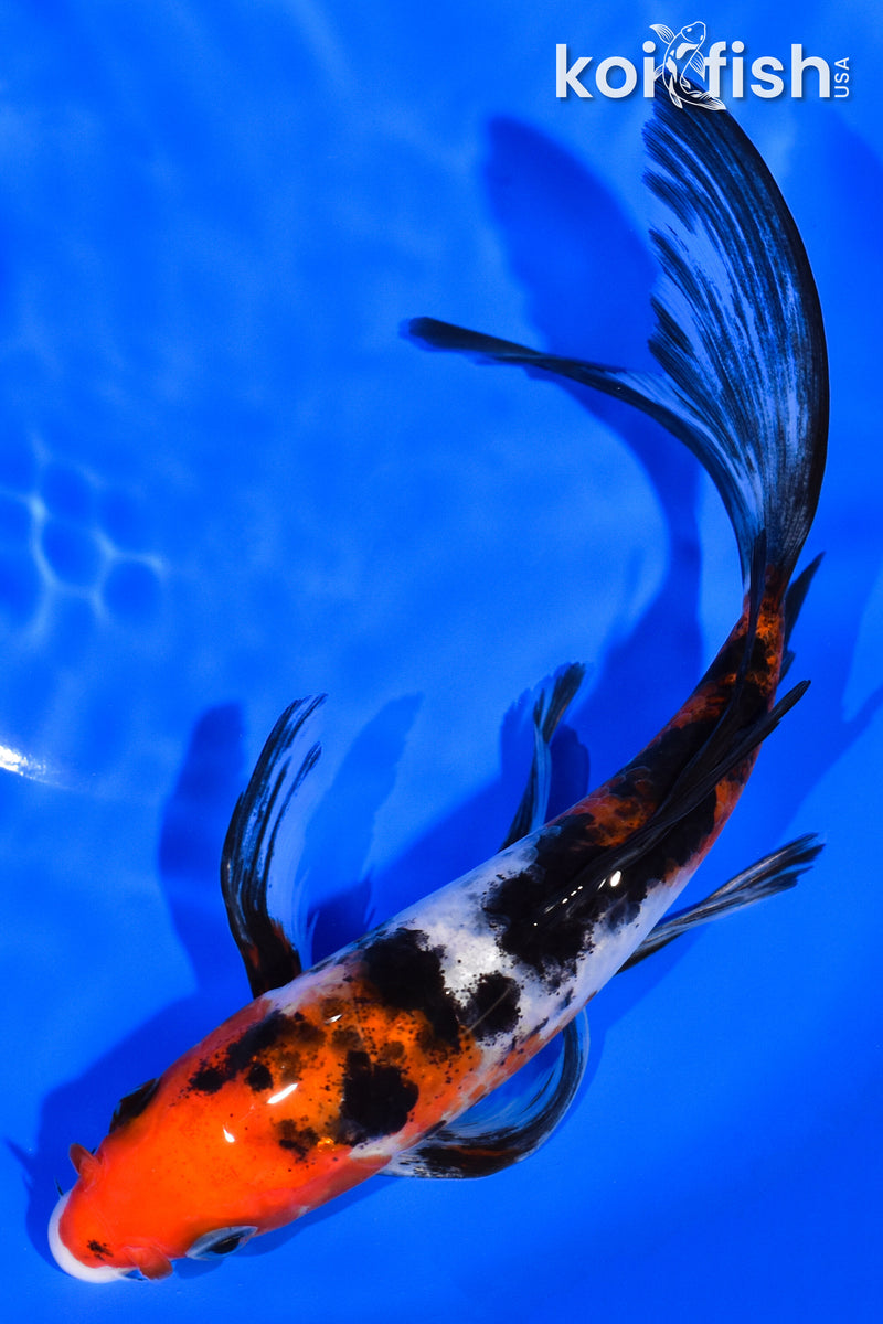 7" SANKE BUTTERFLY