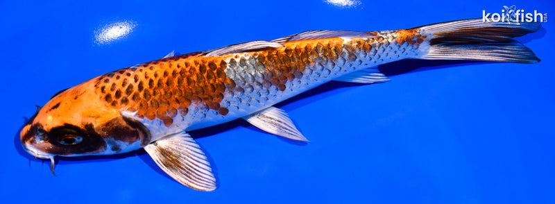 8" BENI GINGA
