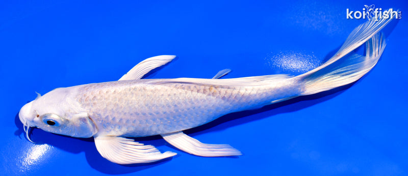 7.25" PLATINUM OGON BUTTERFLY