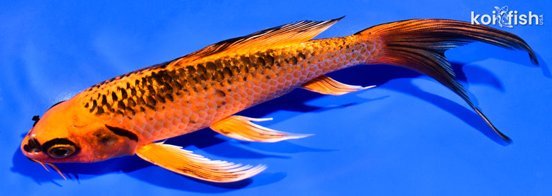6.75" ORENJI MATSUBA BUTTERFLY