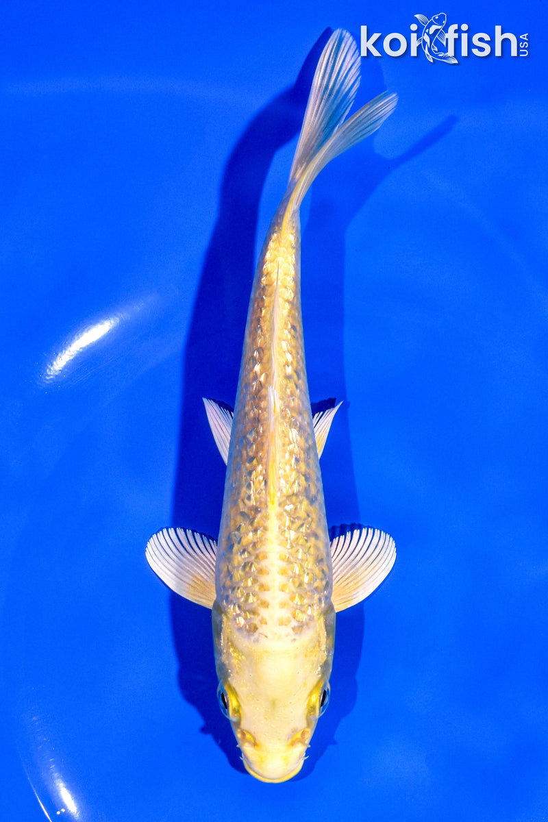 6.5" GINRIN YAMABUKI OGON