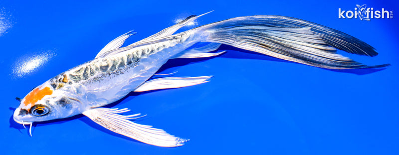 8.75" KIN KIKOKURYU BUTTERFLY