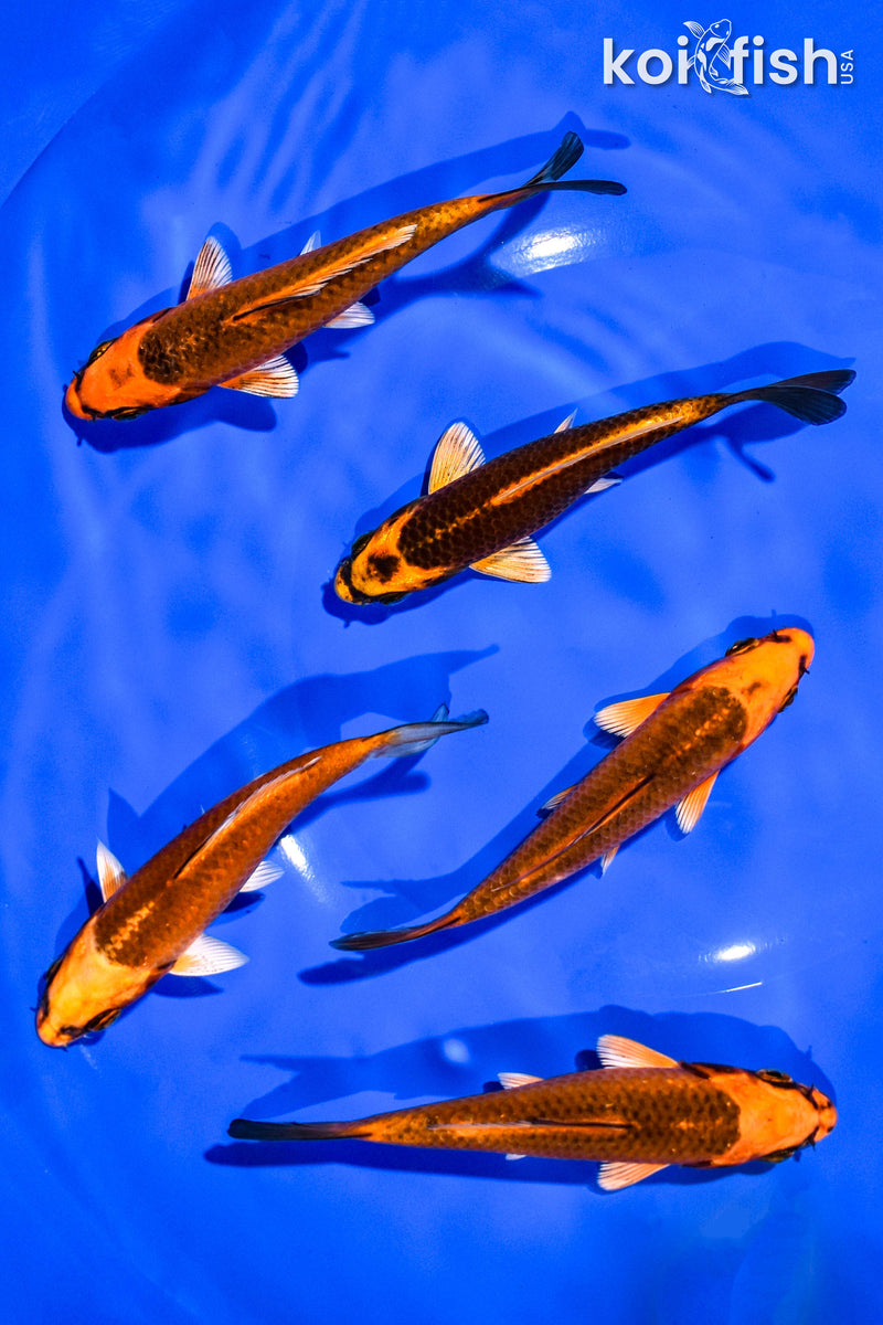 PACK OF (5) 4-5" STANDARD KOI