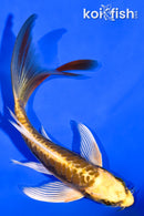 5.75" ARAGOKE KIN KIKOKURYU BUTTERFLY