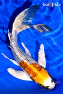 7.75" KUJAKU BUTTERFLY