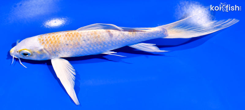 7.5" LEMON HARIWAKE BUTTERFY