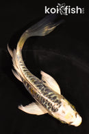 5" ARAGOKE KIN KIKOKURYU BUTTERFLY