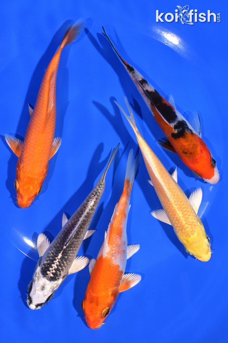 PACK OF (5) 4-5" STANDARD KOI