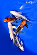 PACK OF (5) 4-5" BUTTERFLY KOI