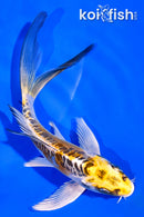 5.25" DOITSU KUJAKU BUTTERFLY