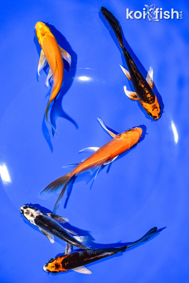 PACK OF (5) 4-5" BUTTERFLY KOI