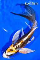 7" KIN KIKOKURYU BUTTERFLY