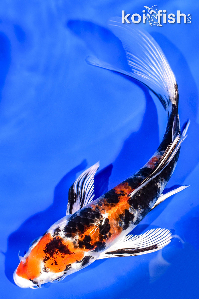 6" YAMATO NISHIKI BUTTERFLY