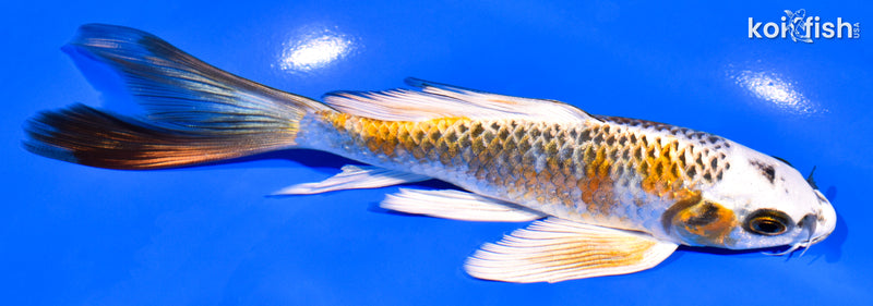 6.5" KUJAKU BUTTERFLY