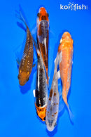 PACK OF (5) 3-4" STANDARD KOI