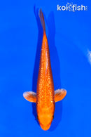 5.5" GINRIN ORENJI OGON