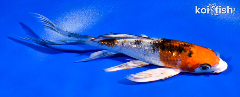 5.5" GINRIN YAMATO NISHIKI BUTTERFLY