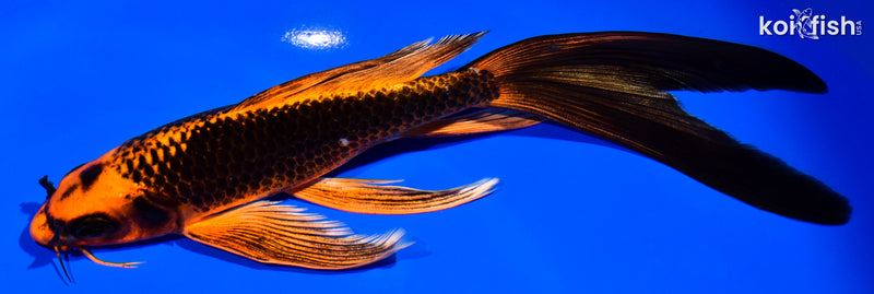 8" ORENJI MATSUBA BUTTERFLY