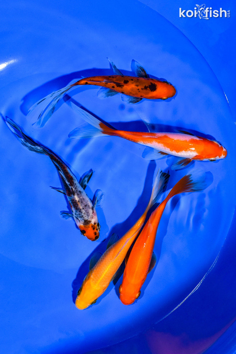 (5) 4-5" ASSORTED GOLDFISH