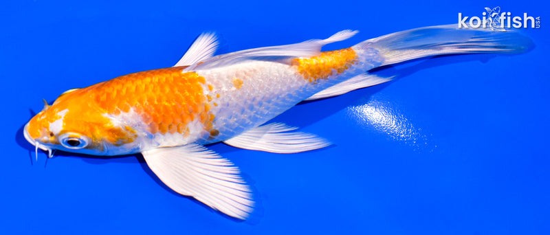 5.5" HARIWAKE BUTTERFLY
