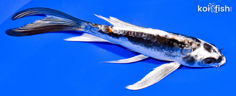 5.5" KIKOKURYU BUTTERFLY