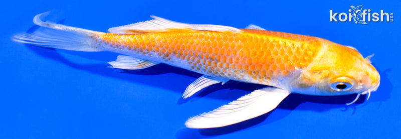 5.5" HARIWAKE BUTTERFLY