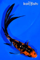 4.75" GINRIN SANKE BUTTERFLY