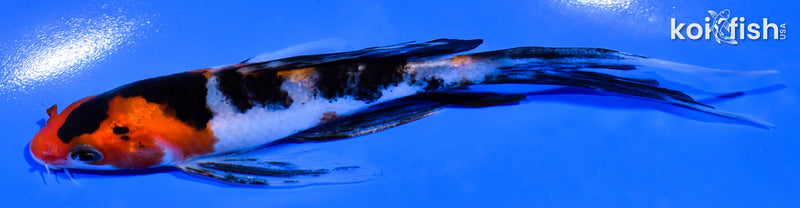 5.25" SANKE BUTTERFLY