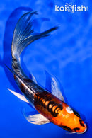 5.75" BENI KIKOKURYU BUTTERFLY