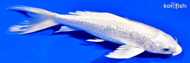7.5" GINRIN PLATINUM OGON BUTTERFLY
