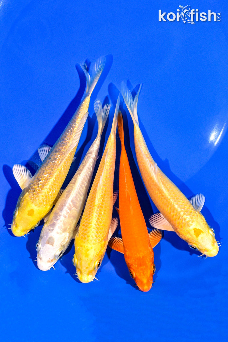 PACK OF (5) 4-5" STANDARD KOI