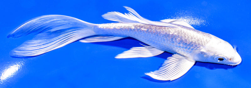 5.75" GINRIN PLATINUM OGON BUTTERFLY