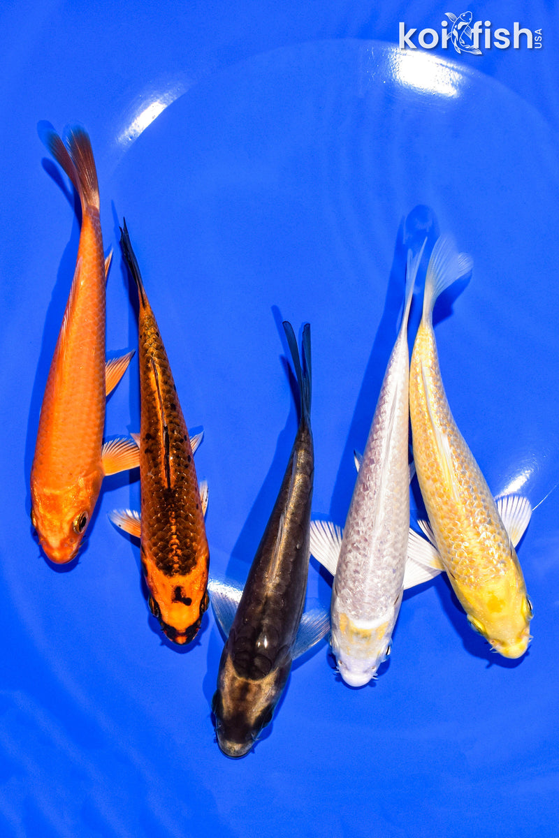 PACK OF (5) 4-5" STANDARD KOI