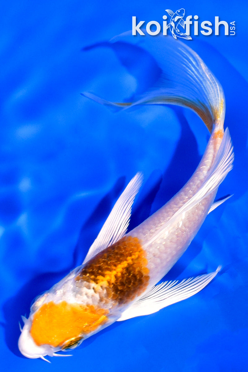 5.25" YAMATO NISHIKI BUTTERFLY