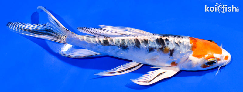 6" ARAGOKE HEISEI NSHIKI BUTTERFLY