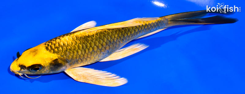 7" KI MATSUBA BUTTERFLY