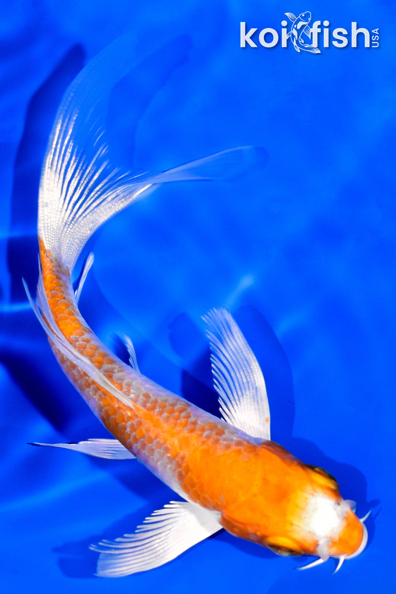 4.25" HARIWAKE BUTTERFLY