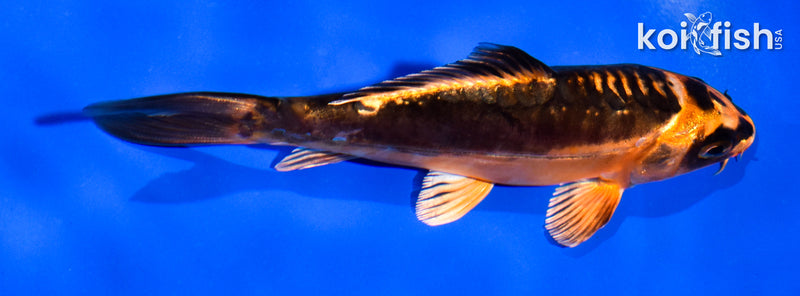 5" BENI KIKOKURYU