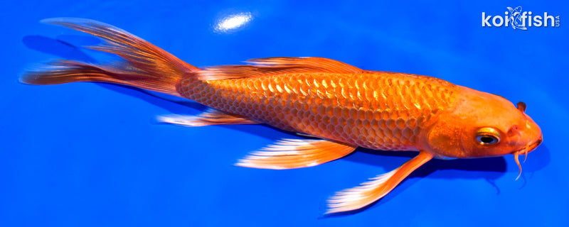 7.5" GINRIN ORENJI OGON BUTTERFLY