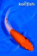4.5" KOHAKU BUTTTERFLY
