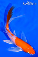 5.5" KOHAKU BUTTERFLY