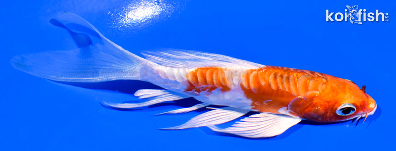 5" ARAGOKE HEISEI NISHIKI BUTTERFLY